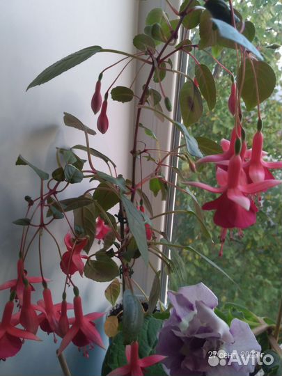 Комнатные растения