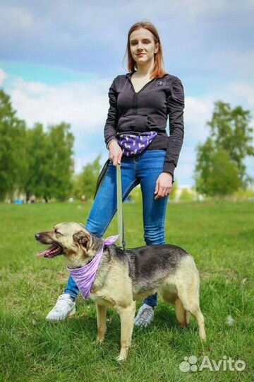 Собаки бесплатно в добрые руки
