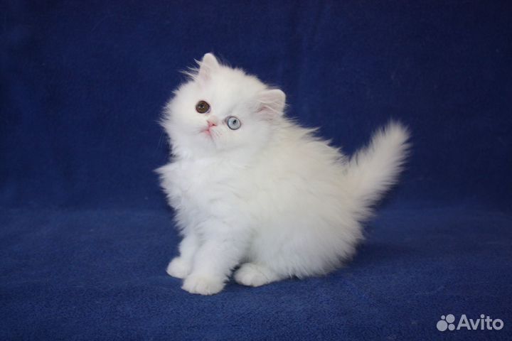 Белый разноглазый котенок
