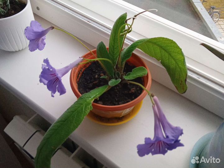 Стрептокарпус