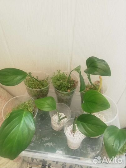 Рафидофора декурсива