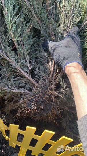 Можжевельник Новокузнецк