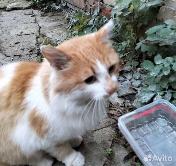 Молодой кот ищет дом