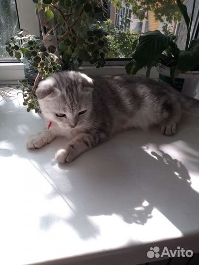 Шотландские вислоухие котята мраморные