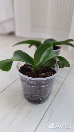 Орхидея фаленопсис детка