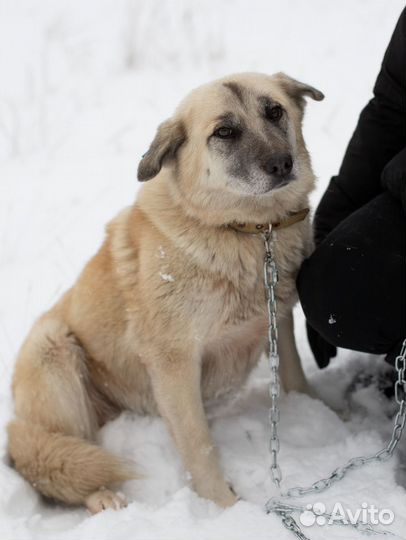Собака в добрые руки