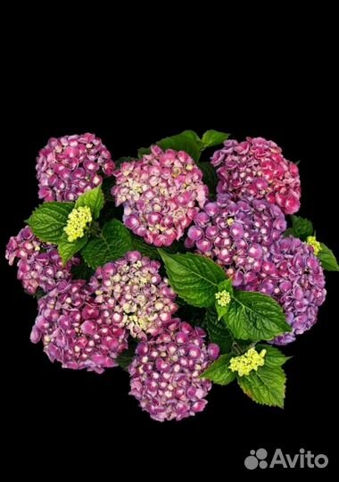 Гортензия крупнолистная