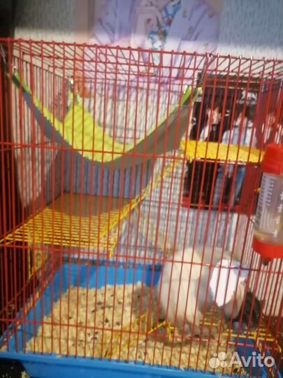 Крыса дамбо с клеткой