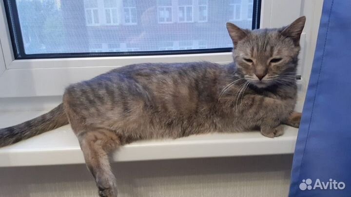 Кошка в добрые руки