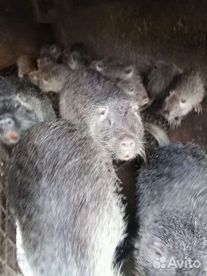Нутрии серебро
