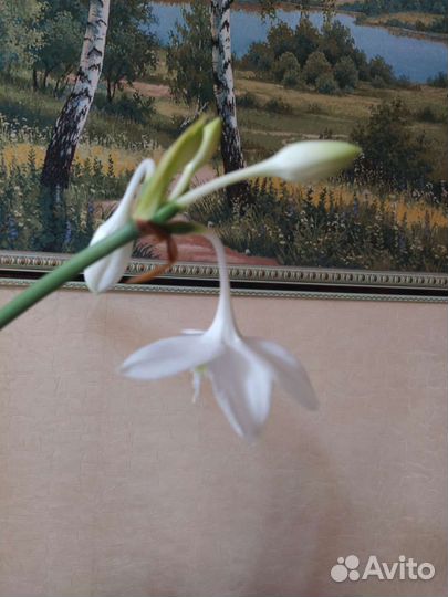 Эухарис, Лилия