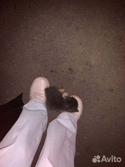 Котята ищут дом