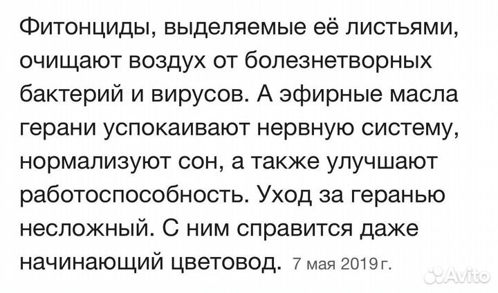 Герань взрослое растение в горшке 5л