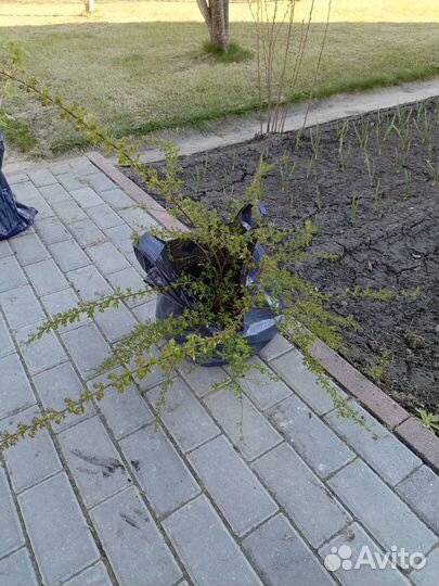 Спирея грефшейм