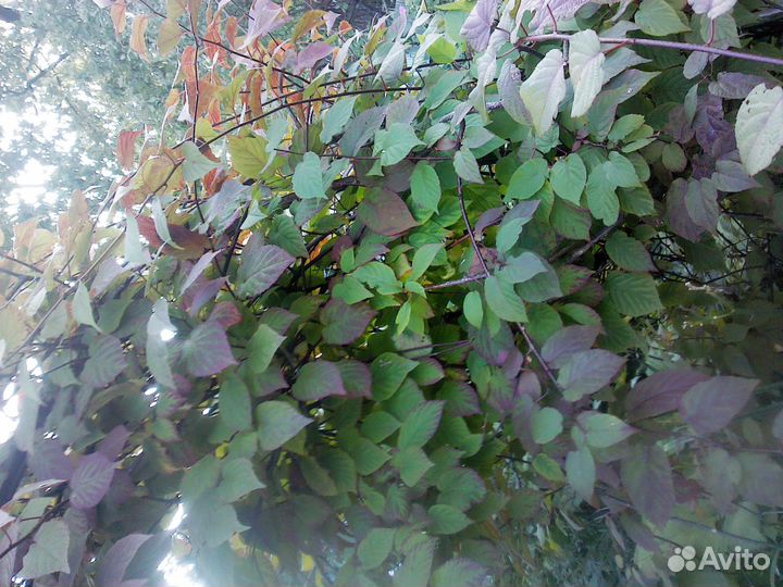 Актинид Аквил Астильба Бадан Бруннера Бузульники