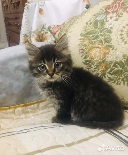 Котята отдам в добрые руки бесплатно