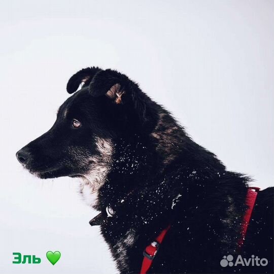 Собака настоящий и верный друг в добрые руки