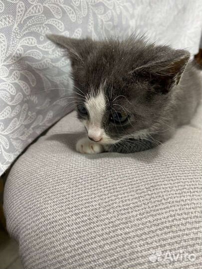 Котенок Буся