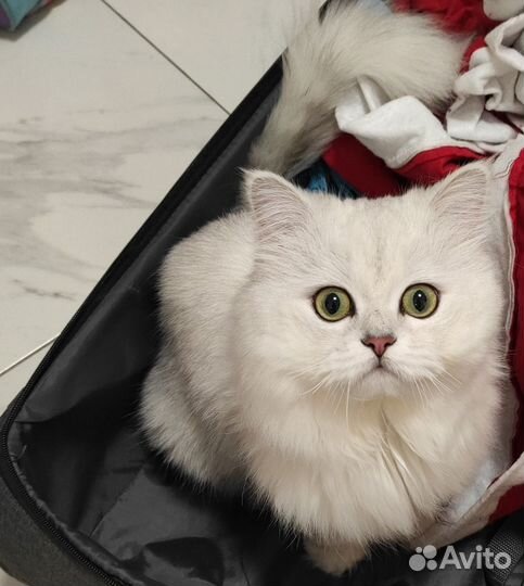 Котик для вязки порода серебристая шиншилла