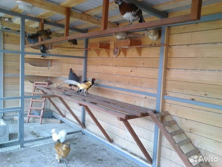 Птичий дворик