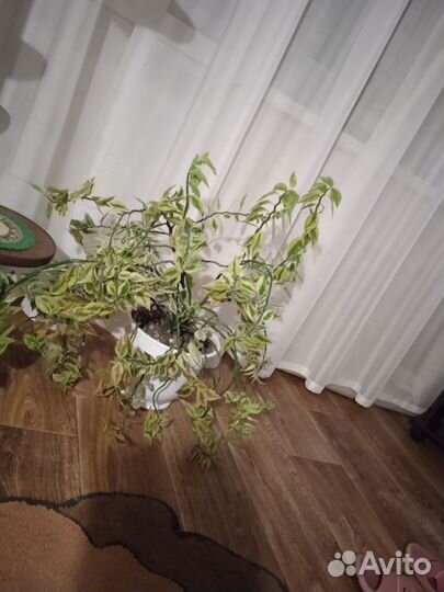 Домашнее растение