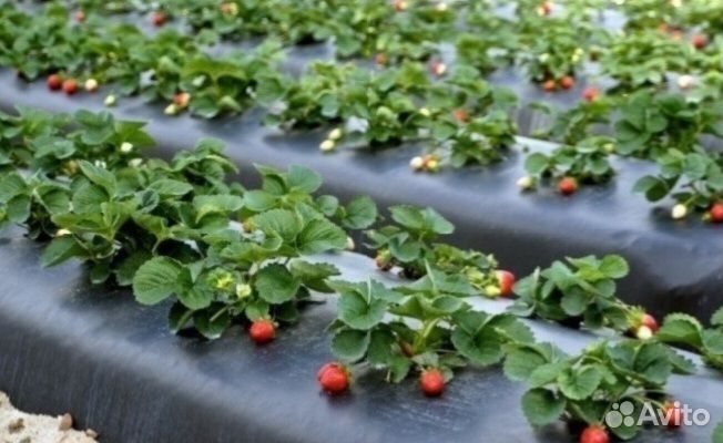 Пленка с перфорацией