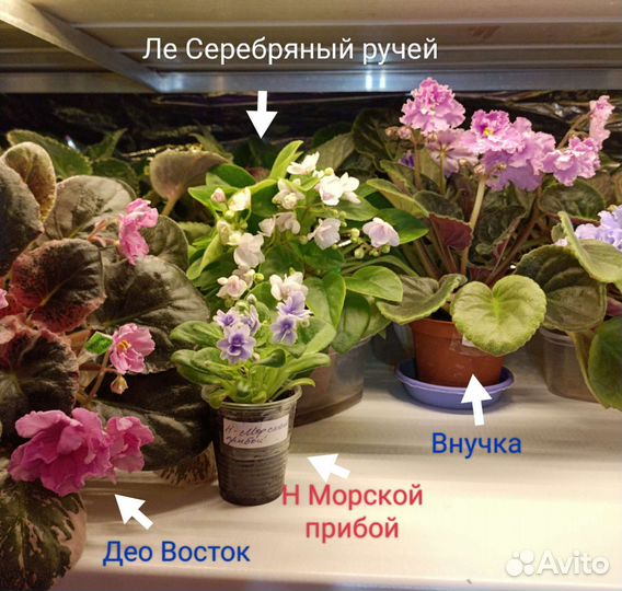 Сортовые фиалки,черенки, детки,стартёры, розетки