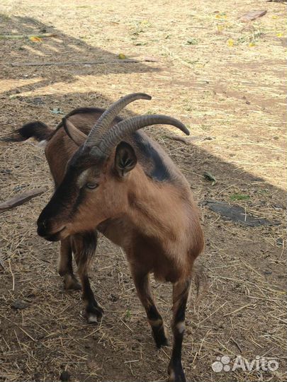 Козы дойные