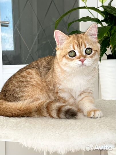 Британская золотая шиншилла девочка