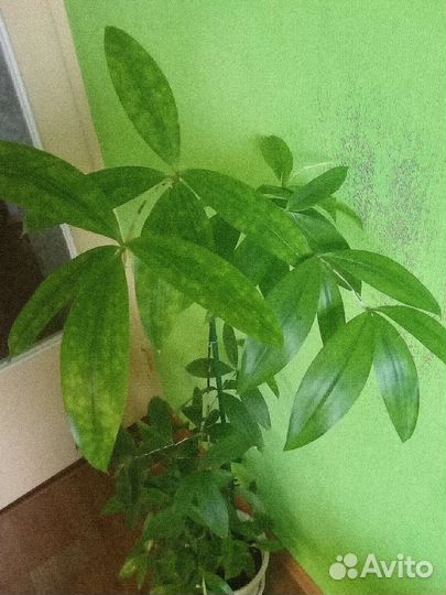 Драцена суркулоза - высота 1,4 м