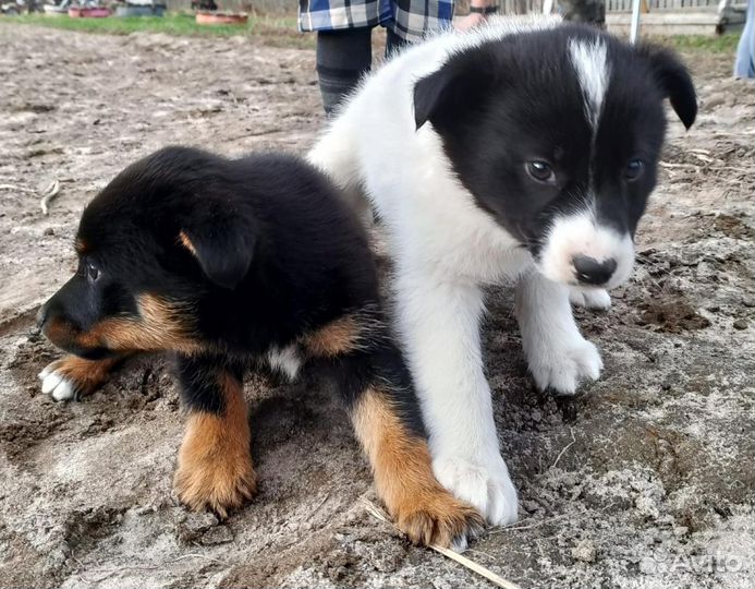 Щенки