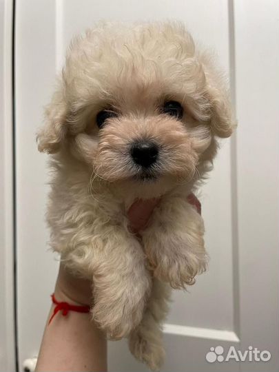 Щенки мальтипу f1 мини