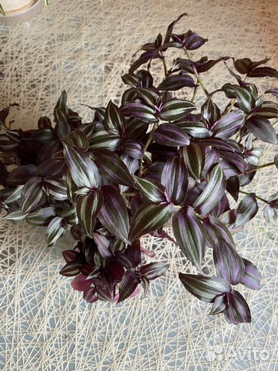 Традесканция Зебрина срез