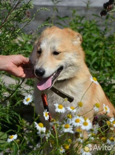 Рыжик ищет дом