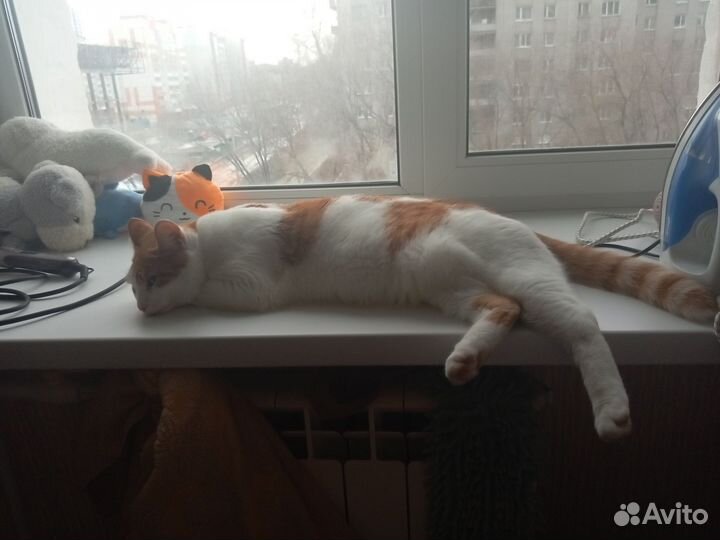 Котик в дар