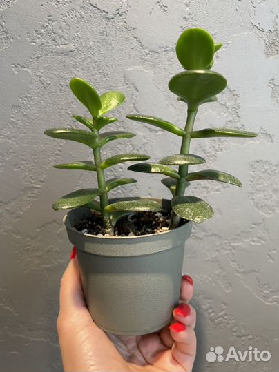 Толстянка, драцена маргината, хлорофитум