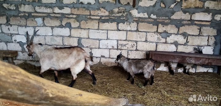 Козёл, коза и козлята