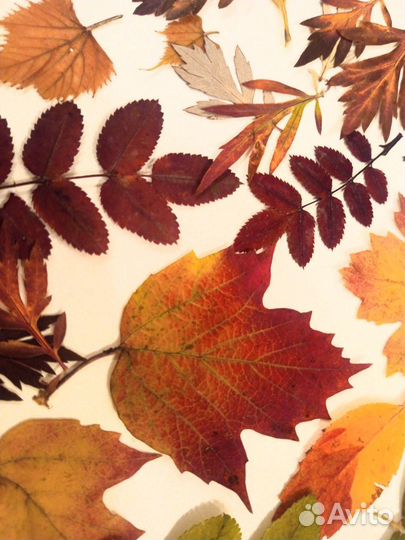 Сухоцветы, листья набор творчества гербарий