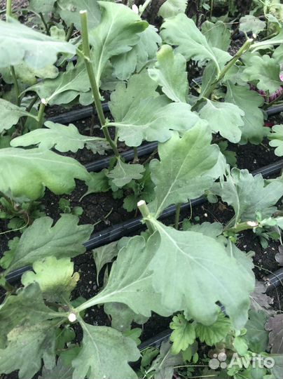 Корни хризантем