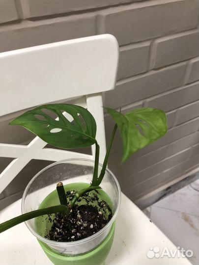 Монстера Адансони (Фридрихшталя)