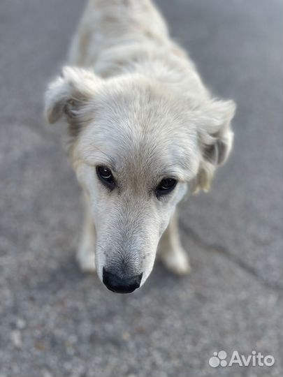 Барс в семью