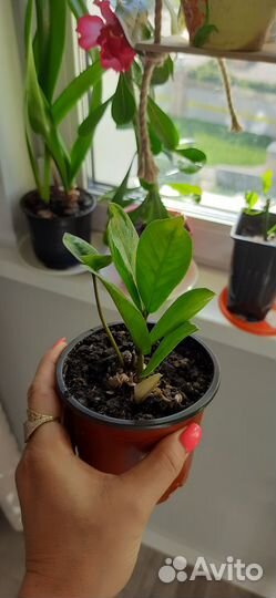 Замиокулькас