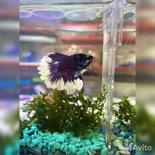 Петушок рыбка