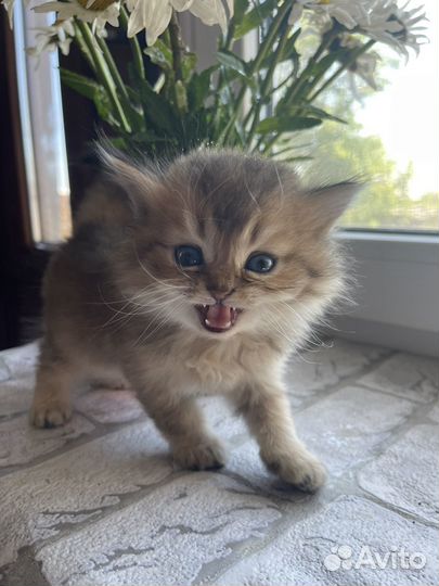 Шотландские котята чистокровные