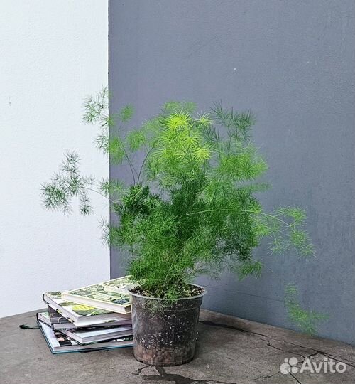 Живые растения Аспарагус Шпренгера, Серповидный