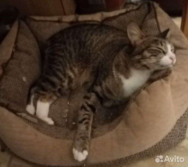 Кот Яша в добрые руки