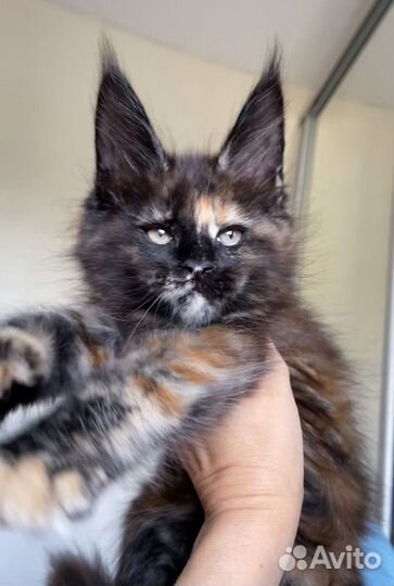 Котята мейн-кун