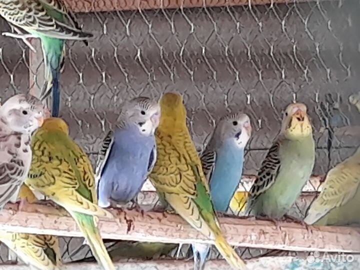 Волнистые попугаи
