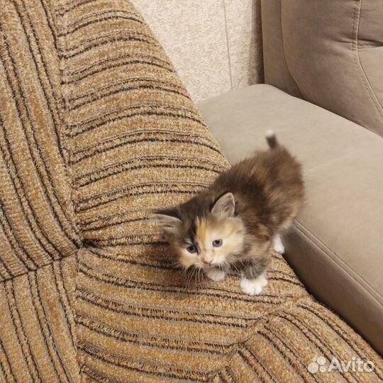 Котята разноцветные