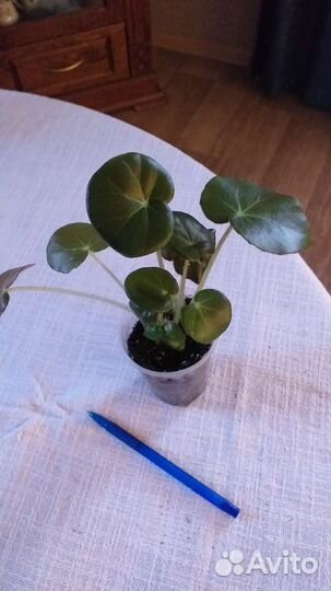 Комнатные растения